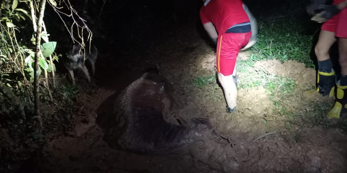 Égua atolada em lamaçal é resgatada pelo Corpo de Bombeiros