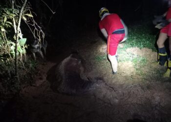 Égua atolada em lamaçal é resgatada pelo Corpo de Bombeiros