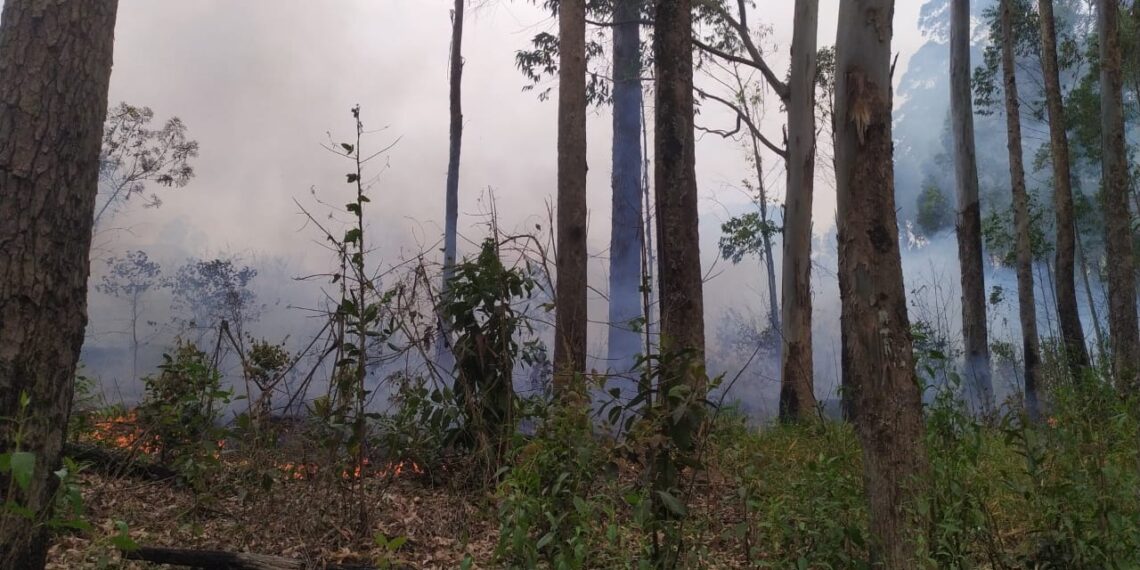 Bombeiros combatem incêndio em plantação de eucalipto em Poços de Caldas
