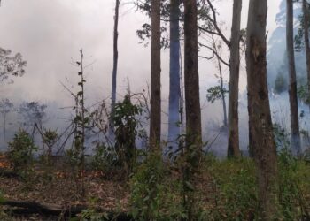 Bombeiros combatem incêndio em plantação de eucalipto em Poços de Caldas