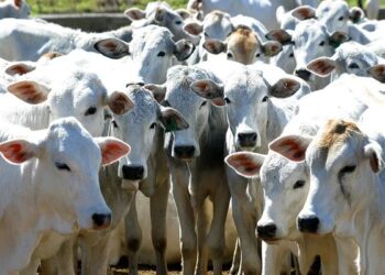 Dois casos de raiva animal são confirmados em Andradas