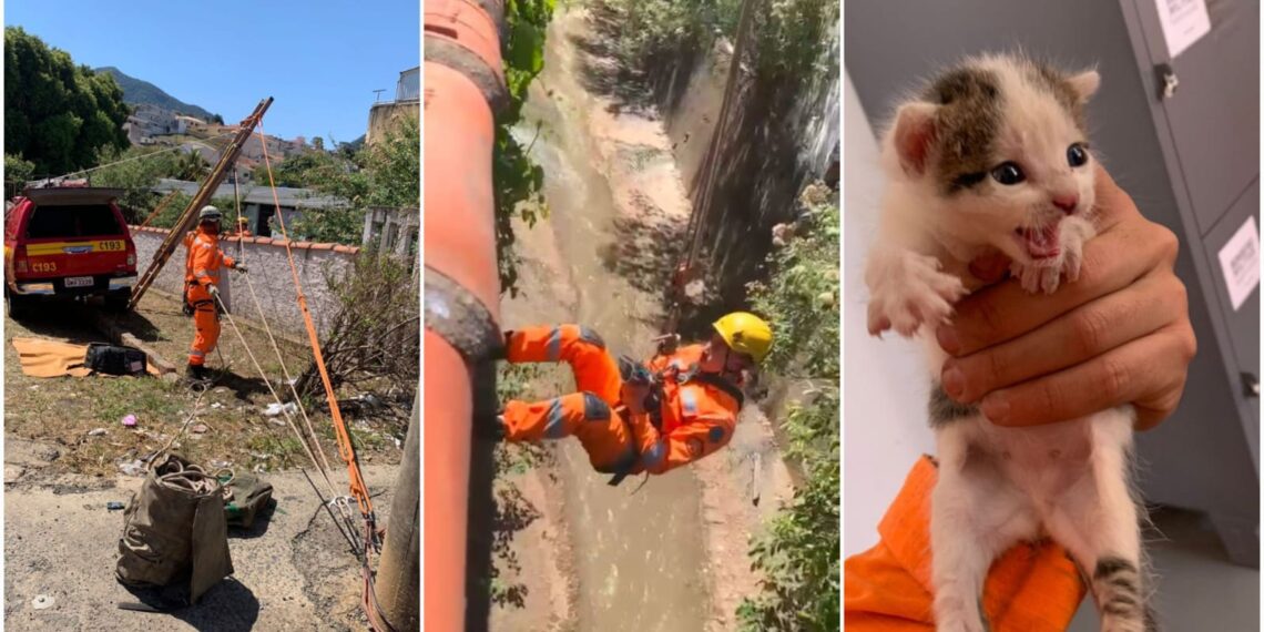 Filhote de gato, encontrado dentro de córrego, é salvo por bombeiros
