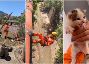 Filhote de gato, encontrado dentro de córrego, é salvo por bombeiros