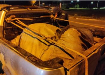 Bovino furtado em Botelhos é resgatado dopado em carroceria de camionete em Poços