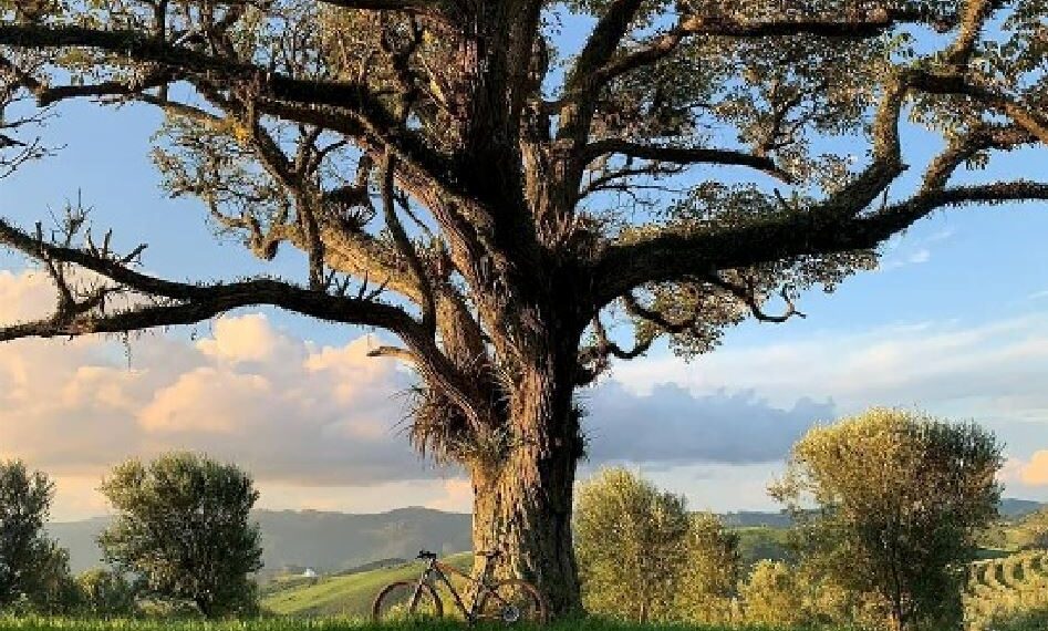 Inscrições do concurso fotográfico sobre ciclismo vão até dia 30 em Poços
