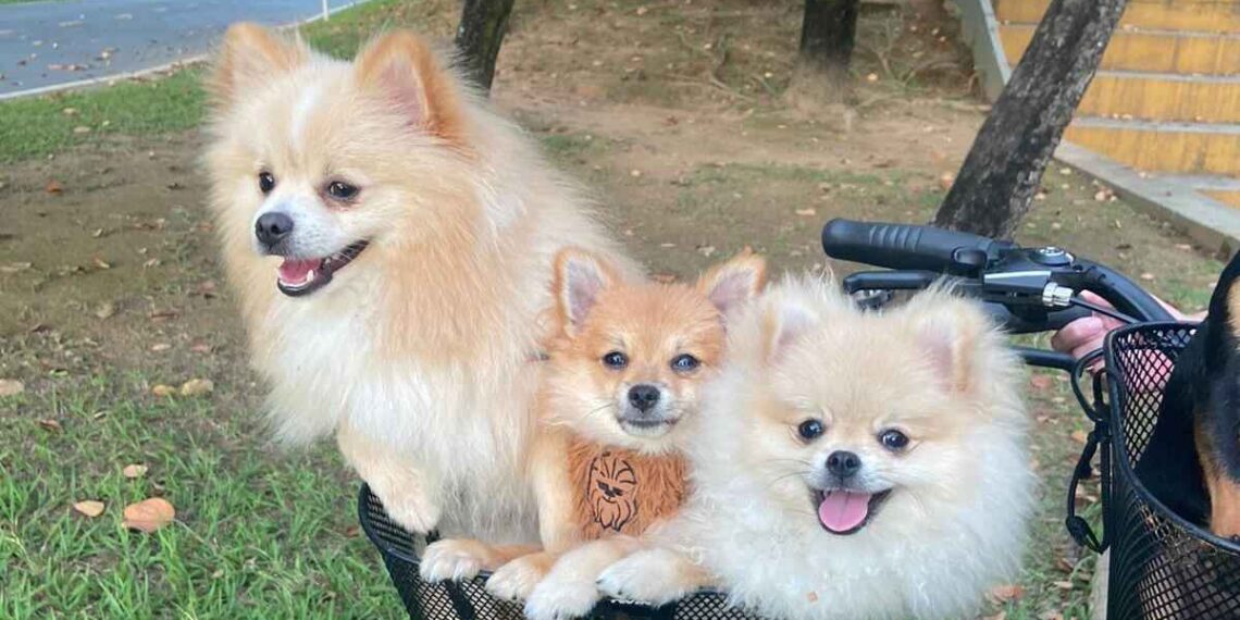 Procon de Poços recomenda suspensão da venda de petiscos suspeitos de causar morte de cães