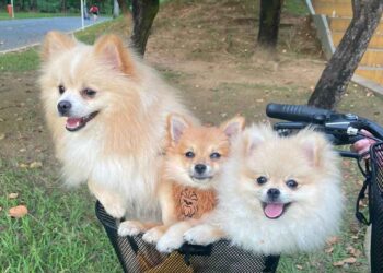 Procon de Poços recomenda suspensão da venda de petiscos suspeitos de causar morte de cães