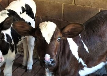 Pecuaristas do Sul de Minas investem na fertilização in vitro para melhoria do rebanho