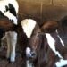 Pecuaristas do Sul de Minas investem na fertilização in vitro para melhoria do rebanho