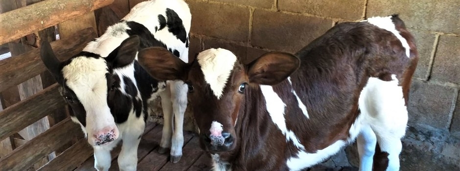 Pecuaristas do Sul de Minas investem na fertilização in vitro para melhoria do rebanho