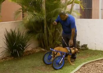 Voluntários tentam amenizar problema envolvendo omissão de socorro de animais no sul de Minas