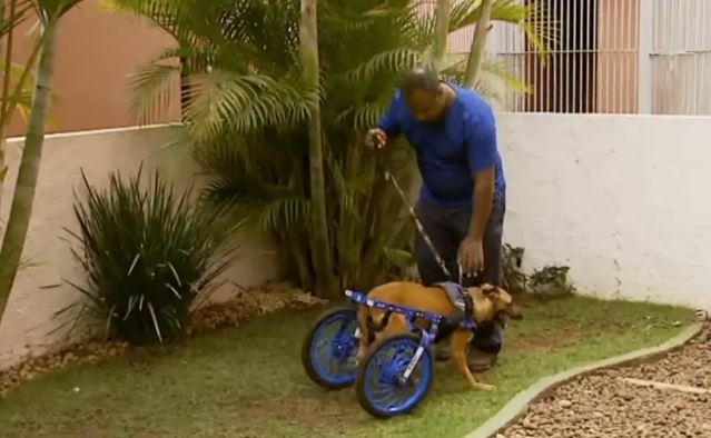 Voluntários tentam amenizar problema envolvendo omissão de socorro de animais no sul de Minas