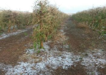 16,8 mil hectares de lavouras foram atingidos após chuva de granizo