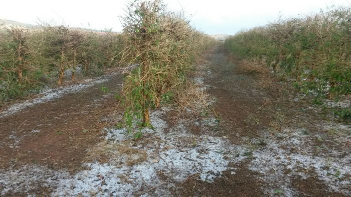 16,8 mil hectares de lavouras foram atingidos após chuva de granizo