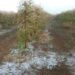 16,8 mil hectares de lavouras foram atingidos após chuva de granizo