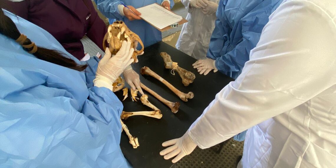 PCMG contará com perícia especializada em Medicina Veterinária