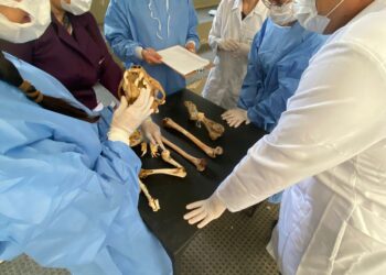 PCMG contará com perícia especializada em Medicina Veterinária