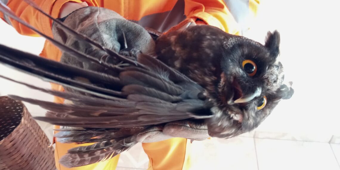 Coruja é capturada em residência em Poços de Caldas