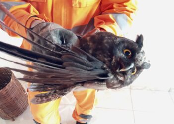 Coruja é capturada em residência em Poços de Caldas