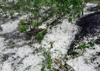 Chuvas no sul de Minas atinge plantações e causa grandes perdas na região