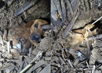 8 cachorros foram resgatados dentro de uma gruta no sul de Minas