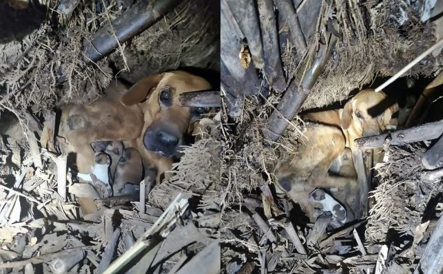 8 cachorros foram resgatados dentro de uma gruta no sul de Minas