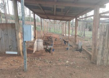 Polícia Civil prende responsáveis por rinha de galo no sul de Minas