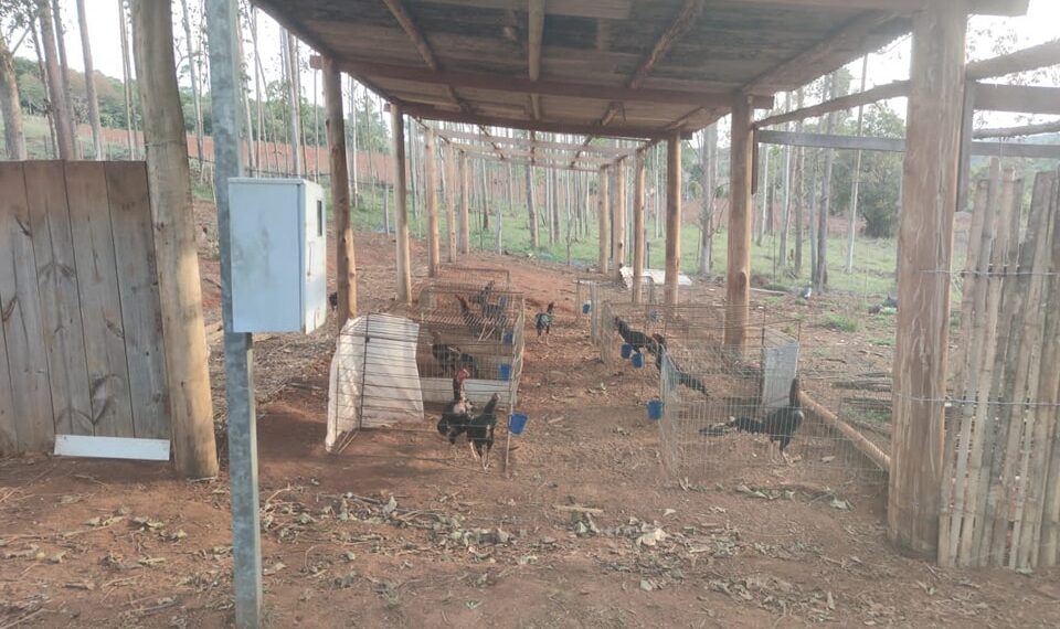 Polícia Civil prende responsáveis por rinha de galo no sul de Minas