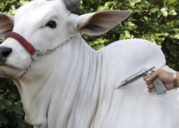 Pecuaristas de Minas Gerais devem ficar atentos à segunda etapa anual de vacinação contra a febre aftosa