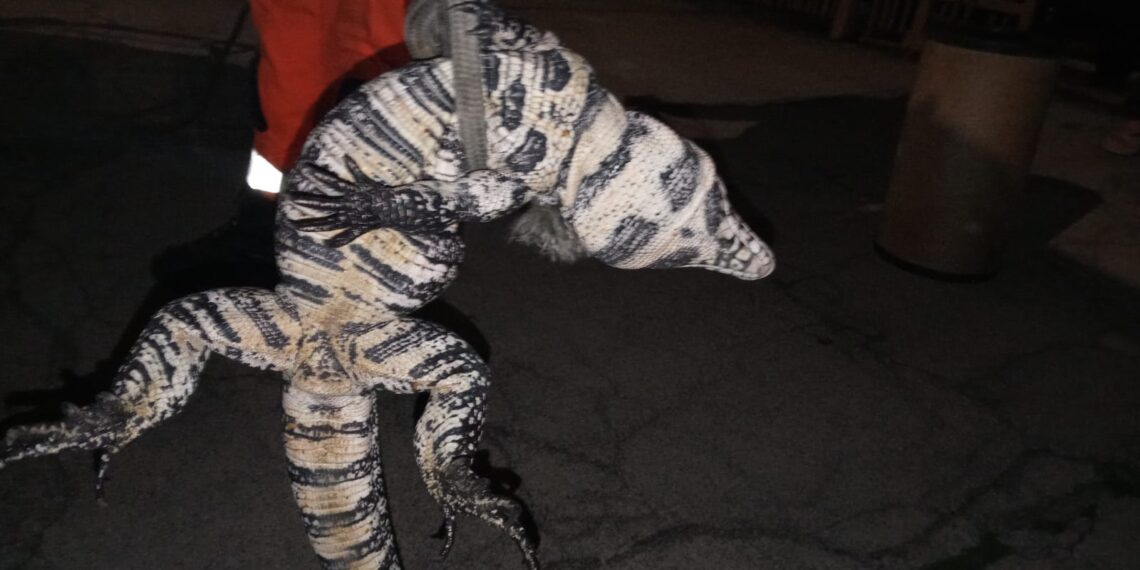 Lagarto é resgatado de dentro de ventoinha do radiador de carro em Poços