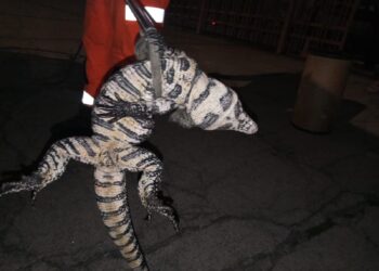 Lagarto é resgatado de dentro de ventoinha do radiador de carro em Poços