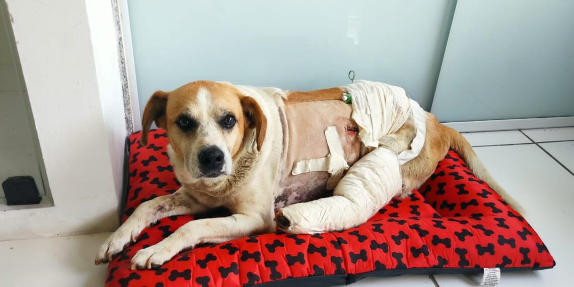 Homem atira contra cão alegando não aguentar desordem na rua no Sul de Minas