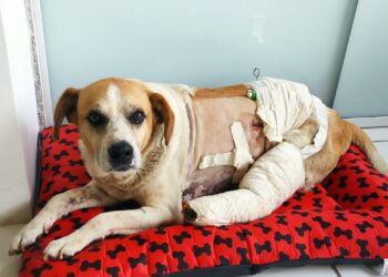 Homem atira contra cão alegando não aguentar desordem na rua no Sul de Minas