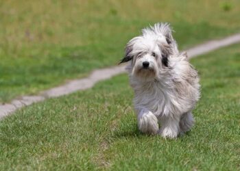 OAB promove cãominhada em Poços de Caldas