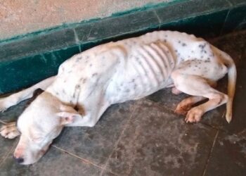 Jovem é preso por maus-tratos a animais no sul de Minas