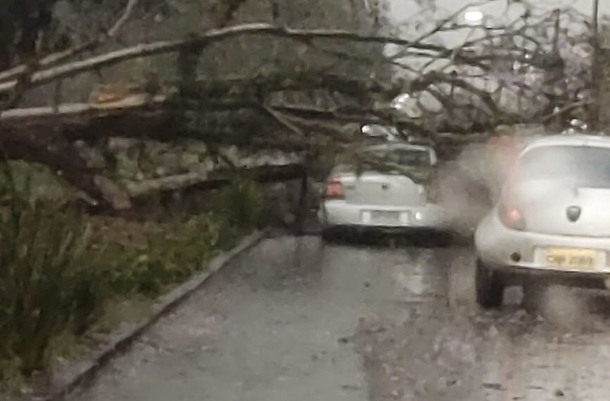 Chuva forte em Poços: árvore cai em cima carro, casa destelhada e alagamentos
