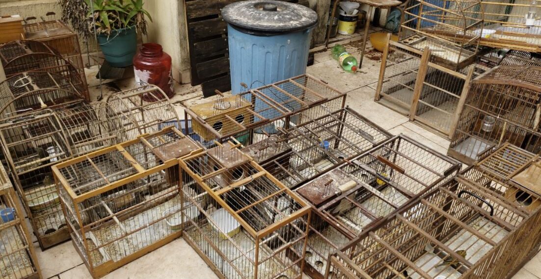 PM prende suspeito por tráfico de drogas e encontra 24 pássaros na casa do suspeito