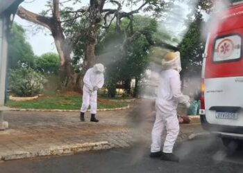 Idoso que levou mais de 1 mil picadas de abelhas segue internado na UTI