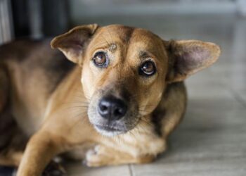 Fogos podem perturbar os pets; Veja dicas que podem ajudar