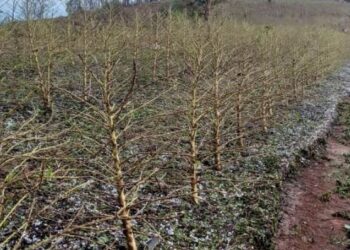 Chuva de granizo causou estragos em Minas Gerais