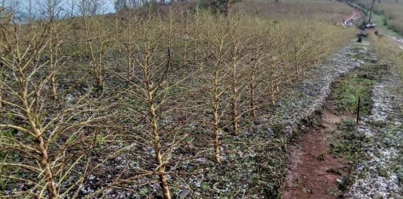 Chuva de granizo causou estragos em Minas Gerais