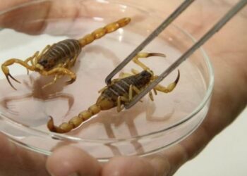 Acidentes causados por animais peçonhentos aumentam no período chuvoso