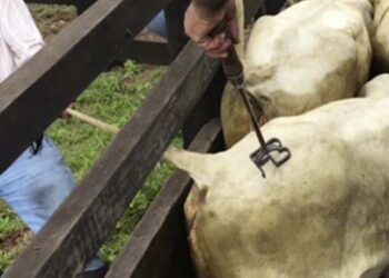 Projeto de lei tem como objetivo a proibição do uso de ferro quente para marcação de animais