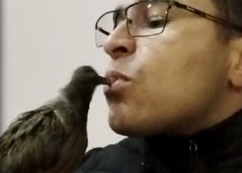 Inusitado: Relação entre homem e pomba rolinha chama atenção