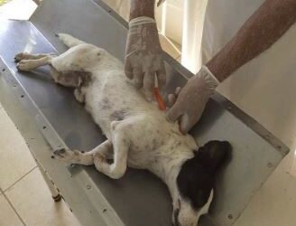 5 mil cães da população de baixa renda e de rua receberam vacinas em Minas Gerais