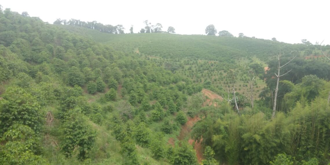 Homem encontrado morto em mata é sepultado
