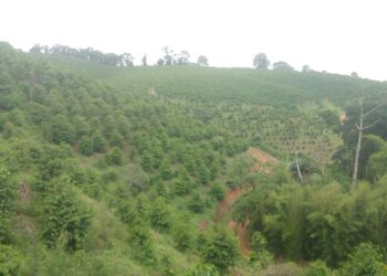 Homem encontrado morto em mata é sepultado