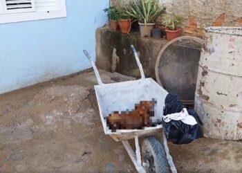Cachorro é morto a tiros em São João da Boa Vista