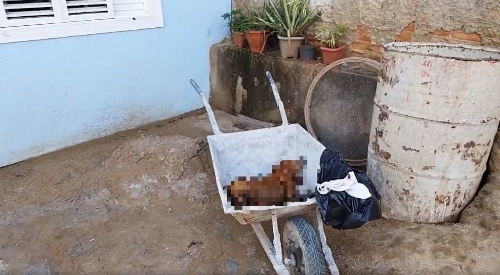 Cachorro é morto a tiros em São João da Boa Vista