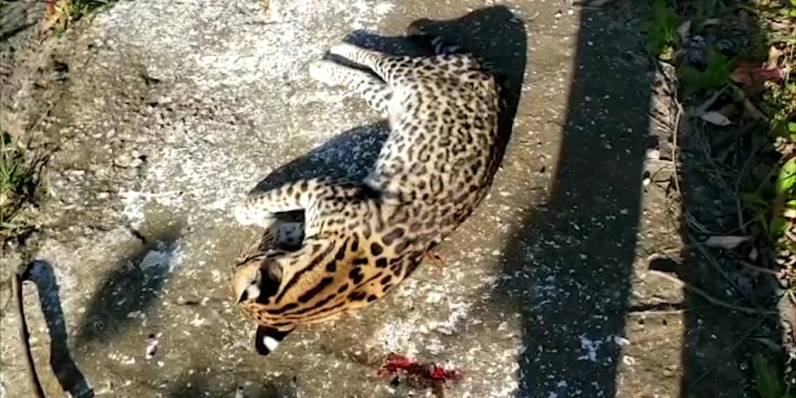 Jaguatirica é encontrada morta em rodovia de Poços de Caldas